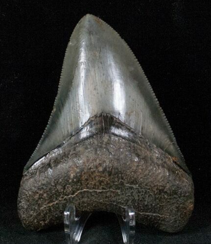 Beautiful Megalodon Tooth - Serrated #13062